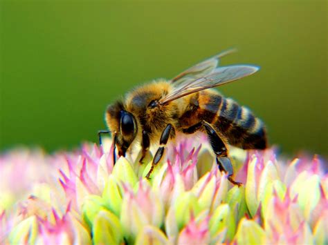 Honey bee flowers to plant. Tips for a Bee Friendly Garden - Official Blog of Park Seed