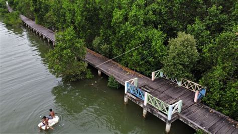 Wisata Tracking Mangrove Di Teluk Kendari Antara Foto