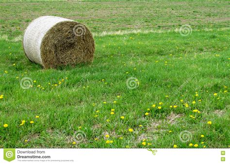 Haystack Lying On Green Grass Stock Image Image Of Farming Food