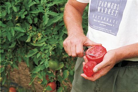 How To Grow Beefsteak Tomatoes Finegardening