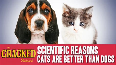 Scientific Reasons Cats Are Better Than Dogs The Cracked