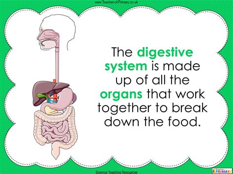 The Digestive System Year 4 Teaching Resources