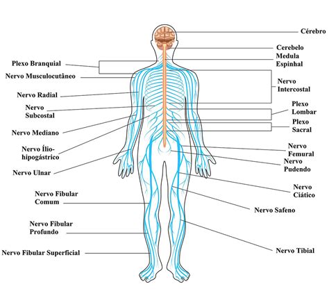 Imagens Do Corpo Humano Para Ajuda No Estudo Sistema Nervoso Fichas E