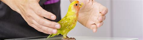 Las 5 Enfermedades Más Comunes En Pájaros Yo Amo A Las Mascotas