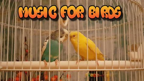 Calming Music For Birds My Budgies Relaxing Music To Tame Your