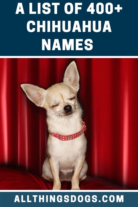 Chihuahua Names Chihuahua Names Chihuahua Dogs Names List