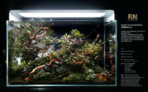 Favourites Bucephalandra Tank By F N Top Aquarium These Plants Still Take My Breath