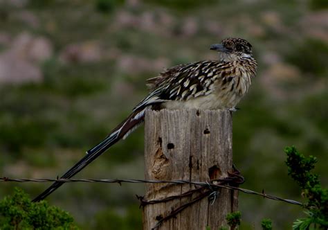 Female Roadrunner Guarding Her Nest American Southwest N Flickr