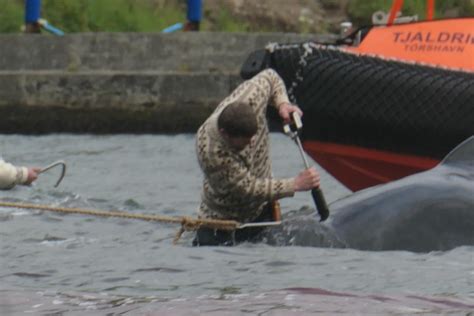 Graphic Images Of Whale Slaughter In The Faroe Islands Ocean Sentry