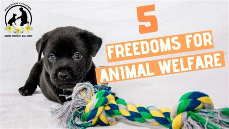 Why is good welfare so important? 5 Freedoms of Animal Welfare - YouTube