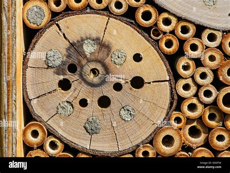 Cavity Nesting Solitary Bees Hi Res Stock Photography And Images Alamy