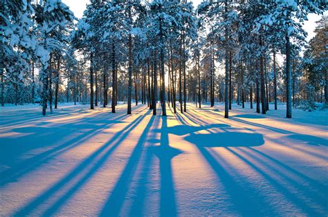 Free Download Forest Sunrise Winter Trees Wallpaper Background