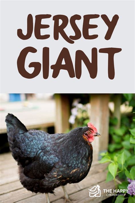 Jersey Giant Size Egg Laying Colors Temperament And More
