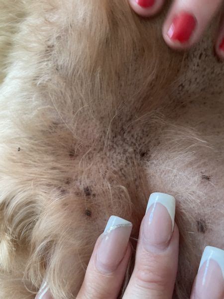 Brown Spots On Dogs Grointummy Vet Help Direct