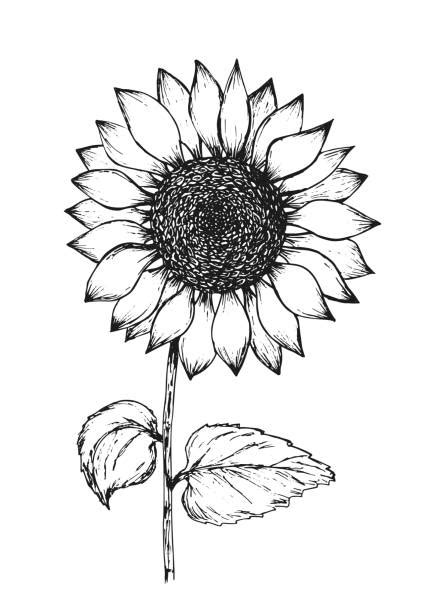Free 55 Silhouette Sunflower Svg Black And White Svg Png Eps Dxf File