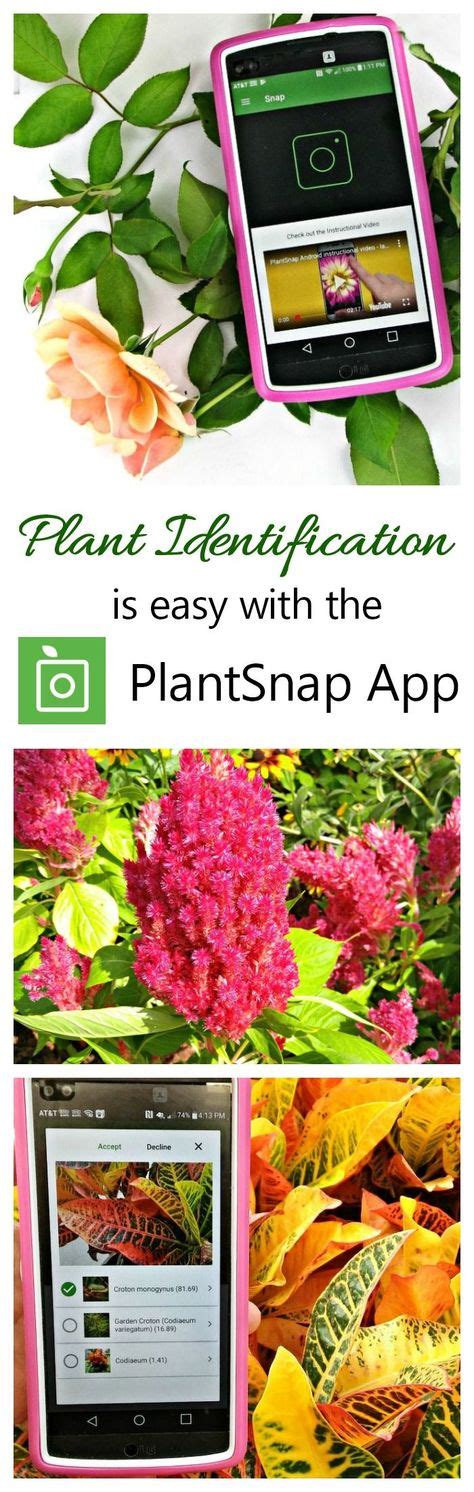 Super convenient for the curious minds, or people who. PlantSnap Mobile App - Tips and Tricks for Best Results ...