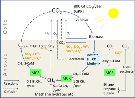 Methyl Alkyl Coenzyme M Reductases Nickel F 430 Containing Enzymes