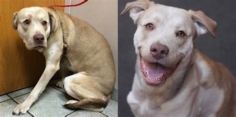 Transformaciones De Perros Antes Y Después De Ser Adoptados