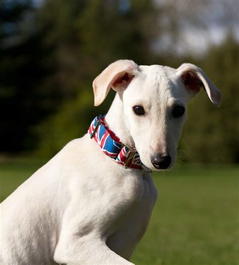Jonathan 5 Month Old Male Saluki Cross Lurcher Available For Adoption