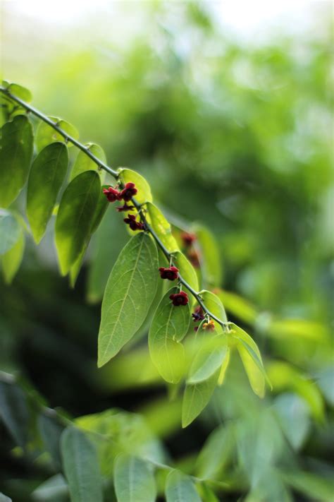 Chakramuni Vitamin Soppu Soppina Thambuli A Woody Vitamin Leaf