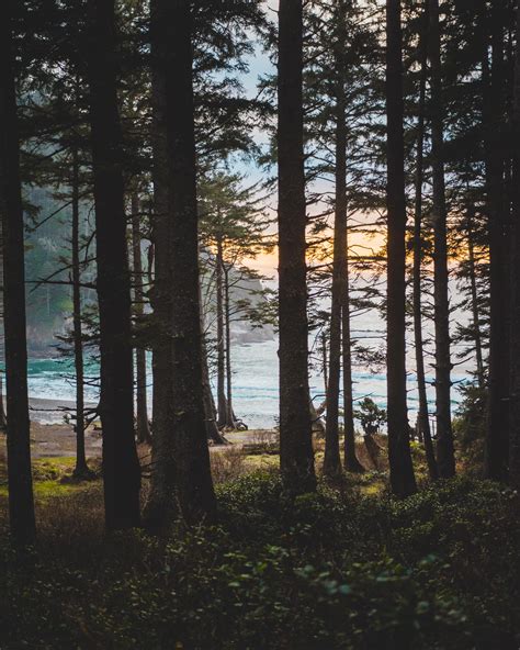 A Fiery Sunset Through The Trees On The Oregon Coast Oc 3840x4800