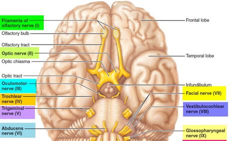 Learn About The 12 Cranial Nerves Function Anatomy And Mnemonic Also