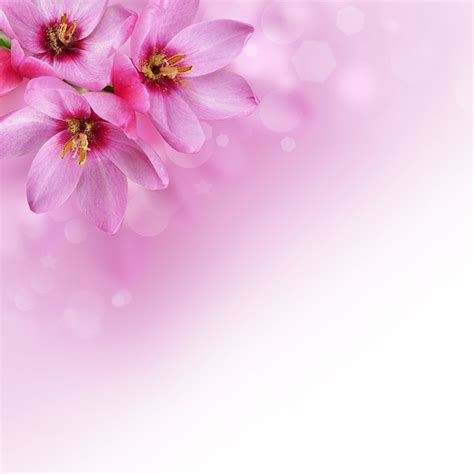 Flores Imagen De Fondo Rosa Imagen Gratis En Pixabay