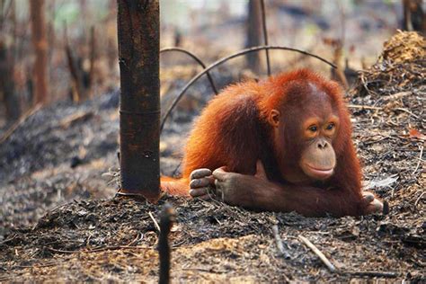 They are found in eastern and central africa. Indonesia Is Still Burning | TakePart