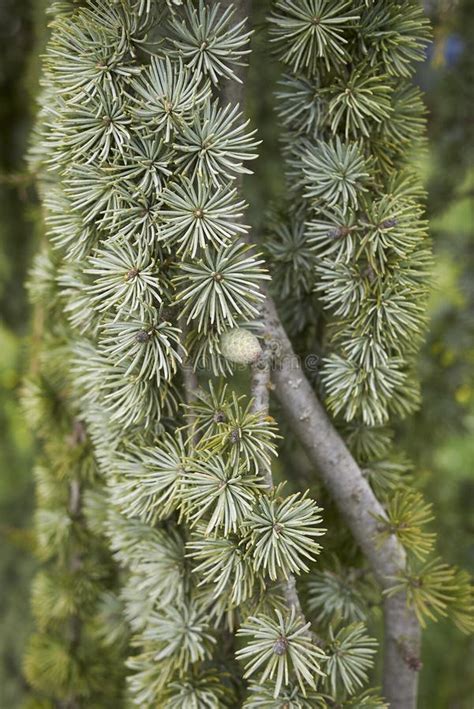 Branch Close Up Of Cedrus Atlantica Glauca Tree Stock Image Image Of