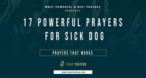 17 Powerful Prayers For Sick Dog Today Prayers