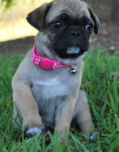 A companion dog, pugs are very sociable, even tempered and charming. Pug Puppies For Sale | Marietta, GA #259211 | Petzlover