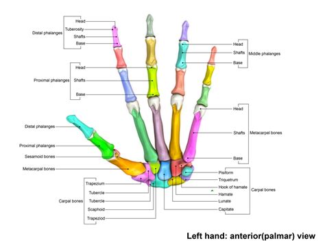 Human Wrist Hand Bones Obj