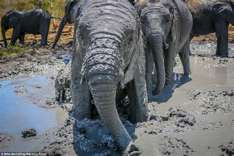 A Muddy Good Time Adorable Photographs Show Playful Baby Elephants