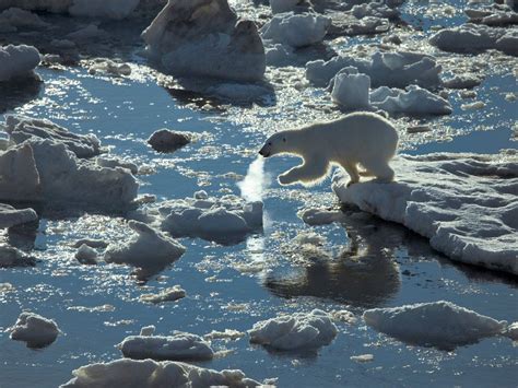 Polar Obsession Photos Arctic Pictures Animals And Landscapes