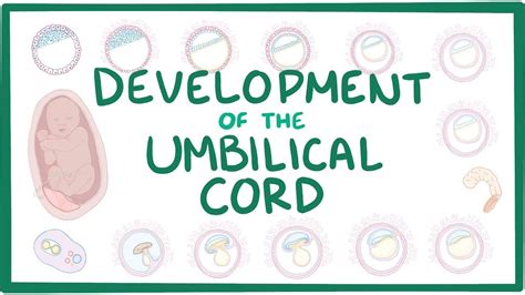Development Of The Umbilical Cord Youtube