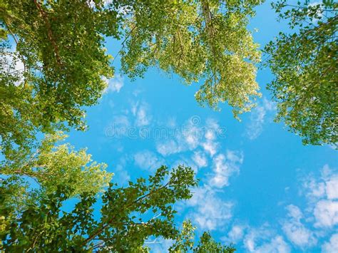 Green Foliage Of Trees Against Blue Sky And Clouds Spring Or Summer
