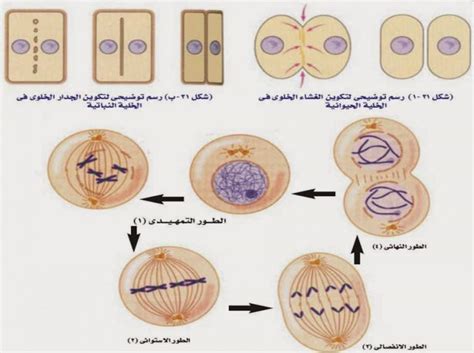 الجزء المسئول عن عملية الانقسام الخلوي في الخلية
