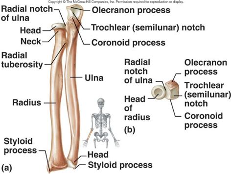 A graphic shows the bones of the hand, carpals, metacarpals and phalanges. Lecture 10: Axial Skeleton II and Appendicular Skeleton ...