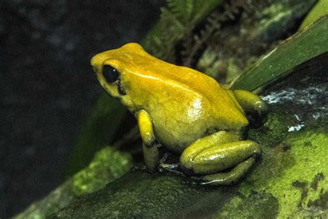 16 Poisonous Frogs That Are Beautiful But Deadly