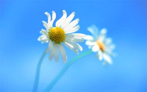 Windows 8 Official Daisy Flowers Desktop Wallpaper