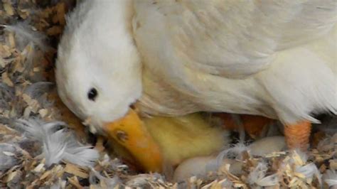 Newly Hatched Duckling With Its Mom Youtube