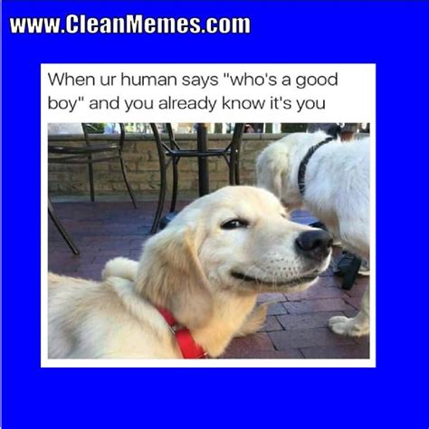 Sit back & enjoy a laugh with these funny animal memes from some of ur favorite creatures and critters! Pin by Clean Memes on Clean Memes | Cute dog memes, Dog ...