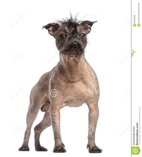 But are those happy, healthy years? Hairless Mixed-breed Dog, Mix Between A French Bulldog And ...