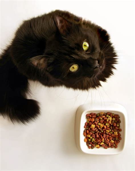 Wakshlag also says to make sure you don't forget to look other research has shown that obese cats lose weight without losing lean body mass following low fat/high fiber diets and high fat/low carb diets. Low Carb Diet for Diabetic Cats | Ask Dr. Joi | ADW Diabetes