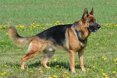 West German Shepherd Info Pictures Characteristics And Facts Hepper