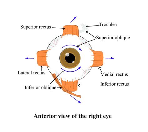 The Eye Rotates In The Orbit By A6 Musclesb3 Musclesc4 Musclesd