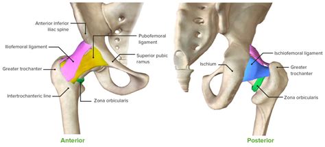 Hip Joint Anatomy Concise Medical Knowledge