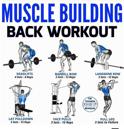 A Poster With Instructions On How To Do The Back Workout For Muscle