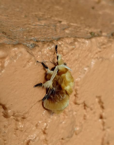 Southern Flannel Moth Project Noah