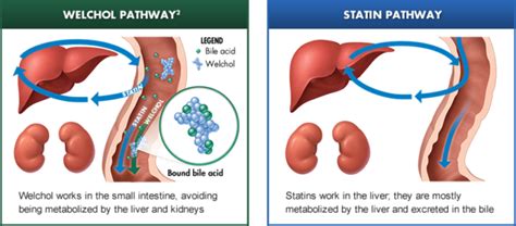 Bile salts are produced in the liver, secreted into the bile ducts and gallbladder, and sent from there to the small intestine by way of the common. Bile Acid Sequestrants (Colesevelam, Welchol) - Diabetes Daily